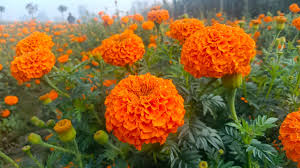 সরস্বতী পুজোর আগেই মহার্ঘ গাঁদা