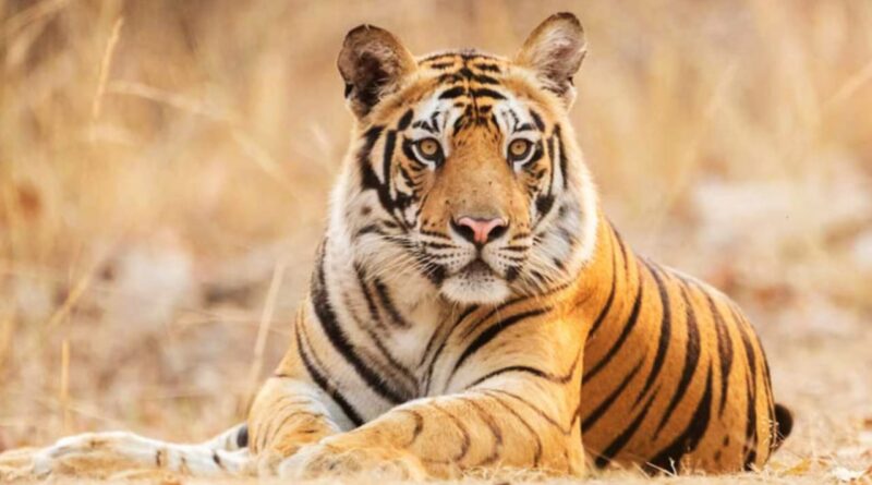 Tiger Death