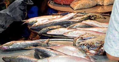HILSHA FISH