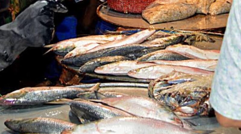 HILSHA FISH