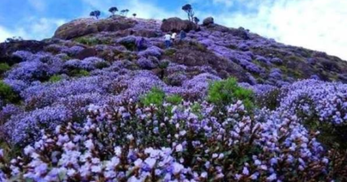 Neelakurinji Flowers