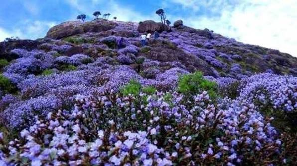 Neelakurinji Flowers