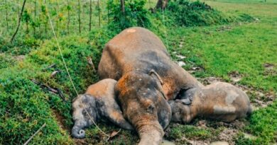 Elephant Death