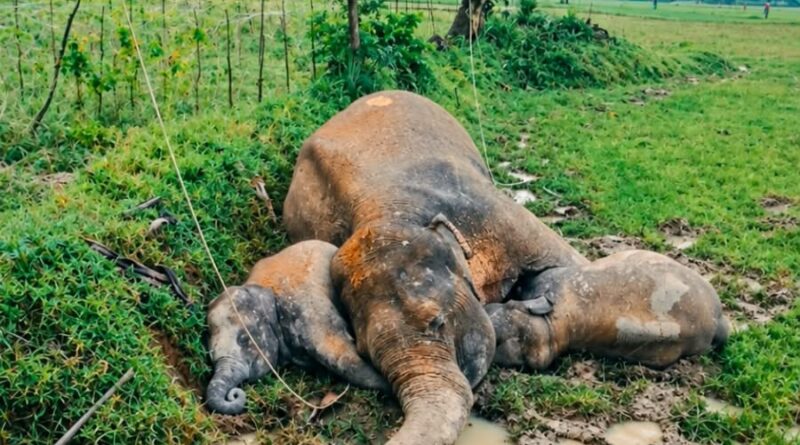 Elephant Death
