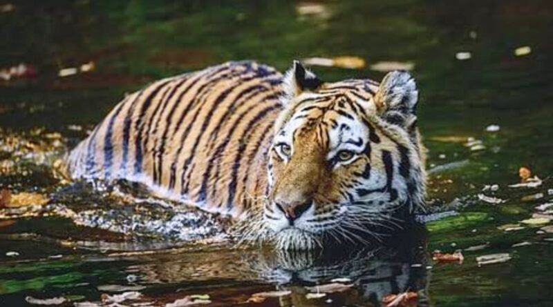 Buxa Tiger Reserve