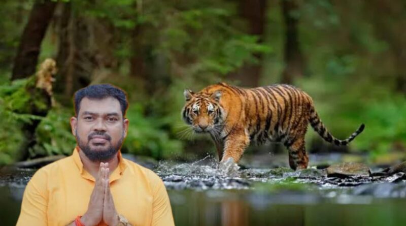 Tiger Rescue