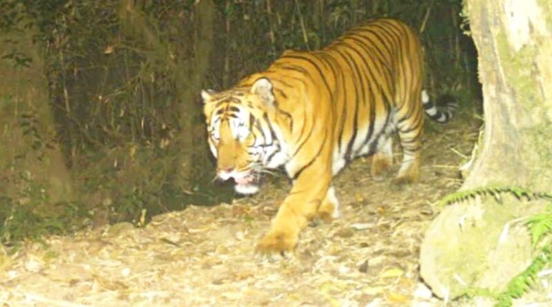 Royal Bengal Tiger